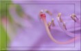 /album/fleurs-dun-jardin-2015/dsc-5222-copie-jpg/